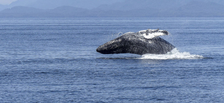 Whale song mystery solved by scientists