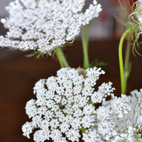 The Queen Anne's Lace Top