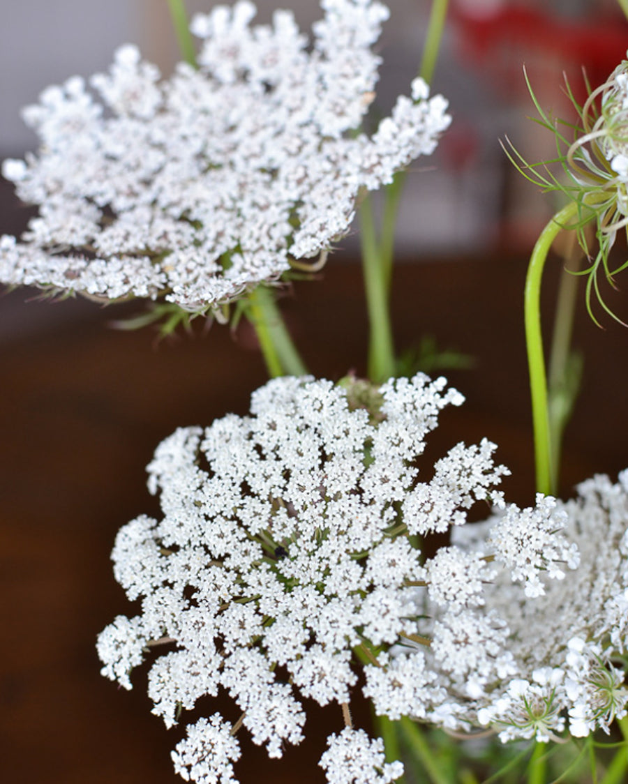 The Queen Anne's Linen Lace Top